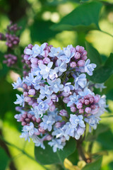  The branch of lilac blossoms closeup