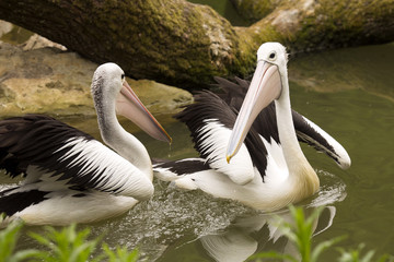 Australian Pelican, Pelecanus conspicillatus, hunt for food in water
