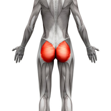 Gluteal Muscles / Gluteus Maximus - Anatomy Muscles isolated