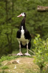 Magpie Goose, Anseranas semipalmata, a large goose