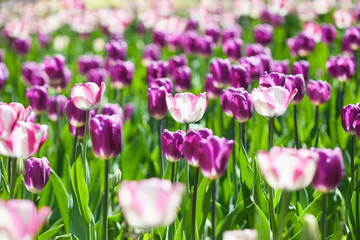 field full of tulips delicate lilac color