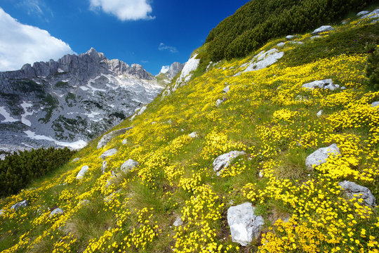 Mountain Slope Covered with Yellow Flowers