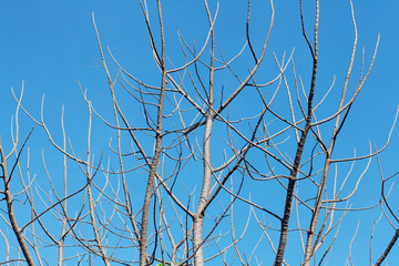 tree branch silhouette over blue sky background, Dry branches in a fall