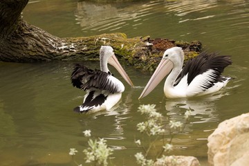 Australian Pelican, Pelecanus conspicillatus, hunt for food in water