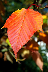 Close-up Acer rufinerve Snake-bark Maple leaf