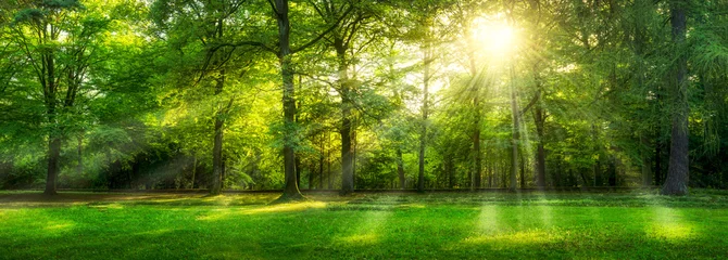 Selbstklebende Fototapeten Grünes Wald Panorama im Sommer mit Sonnenstrahlen  © eyetronic