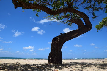 Knorriger Baum vor karibischem Strand