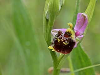 Hummel-Ragwurz (Ophrys holoserica)
