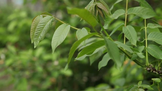 walnut tree swinging in the wind. Close-up.