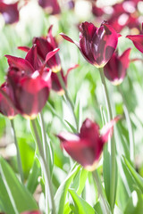 flowerbed tulips of dark red color closeup