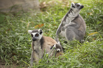 Naklejka na ściany i meble Family of ring-tailed lemurs