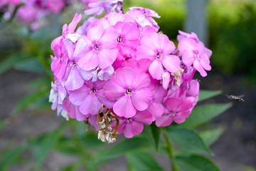 phlox flowers 