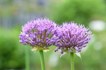 allium