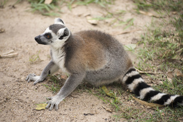 Ring-tailed lemur sitting