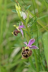 Hummel-Ragwurz (Ophrys holoserica)
