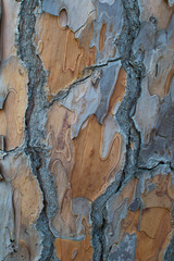 Texture di albero di Pino