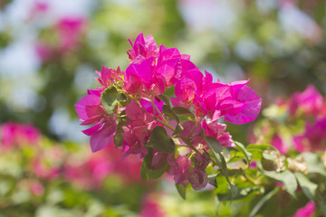 Obraz premium Bunch of bougainvillea flowers
