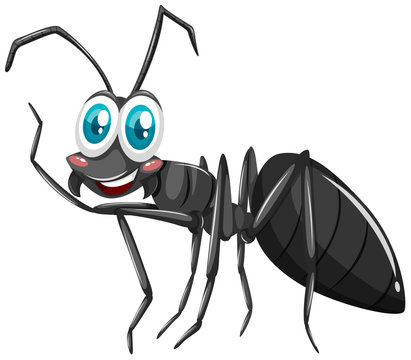 Black ant with smiling face