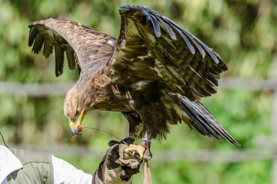 Golden Eagle Training, Falconry Exhibition, Italy