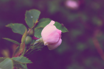 gentle floral background rosebud in the garden spring summer