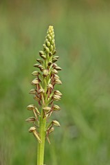 Ohnhorn (Aceras anthropophorum) 