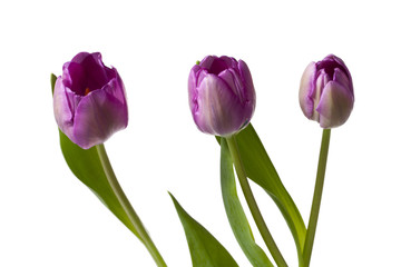 three tulip flowers.