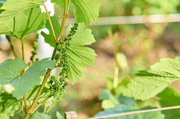 Young grape in vineyard.