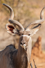 Male Greater Kudu portrait (Tragelaphus strepsiceros), Kruger Park, South Africa