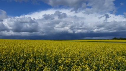 Obraz premium Rapsfeld in imposantem Lichtspiel