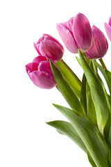 pink tulip flowers.