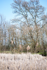 Forest landscape near pond at Special Nature Reserve Carska Bara