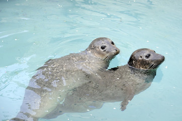 coupling seals