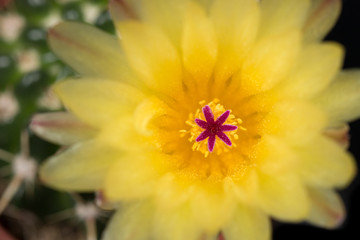 Yellow Cactus Flower