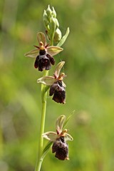 Hybride zwischen Hummel- und Fliegenragwurz (Ophrys holoserica X Ophrys insectifera oder auch Ophrys x devenensis) 
