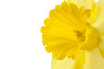 cropped image of daffodil flower