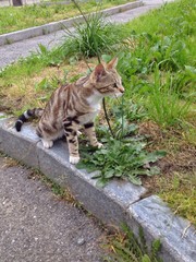 gatto dallo sguardo attento e pronto all'azione
