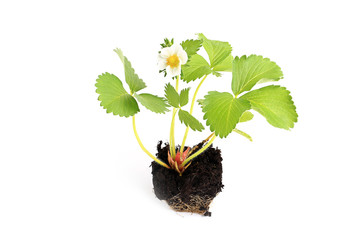 strawberry seedlings isolated on white background sprout in the ground