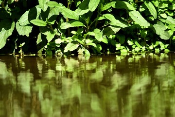 Naklejka premium Reflet de feuilles dans une rivière