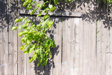 Old wooden fence grey color. Through a hole in the fence sproute