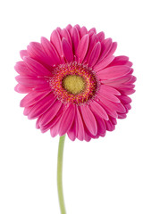 close-up of pink chrysanthemum.