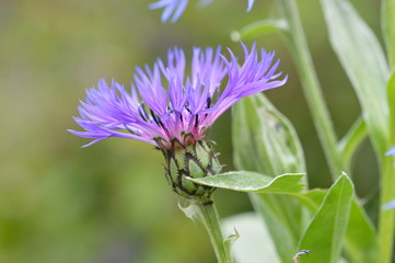 bleuet des montagnes