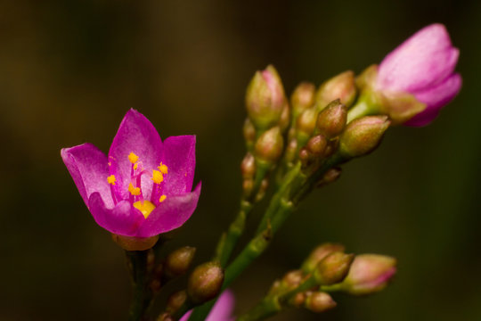 Macro photography showing a pink flower