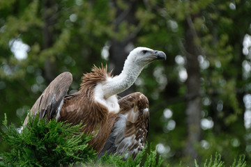 vautour fauve oiseau rapace nettoyer carcasse viande planer vol