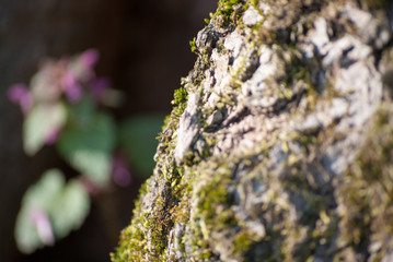 Velvetly green moss in spring forest near Special Nature Reserve Carska Bara - Imperial pond