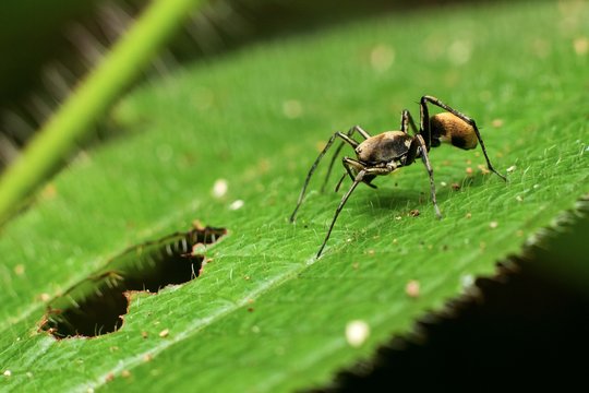 Macro photography showing a black ant