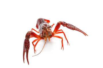 Red crayfish on white background