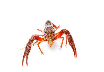 Red crayfish on white background