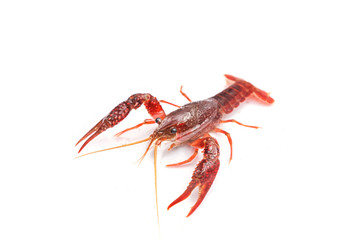 Red crayfish on white background