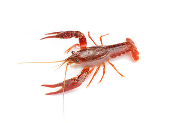 Red crayfish on white background