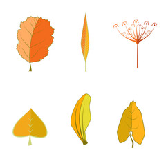 Collection of leaves
